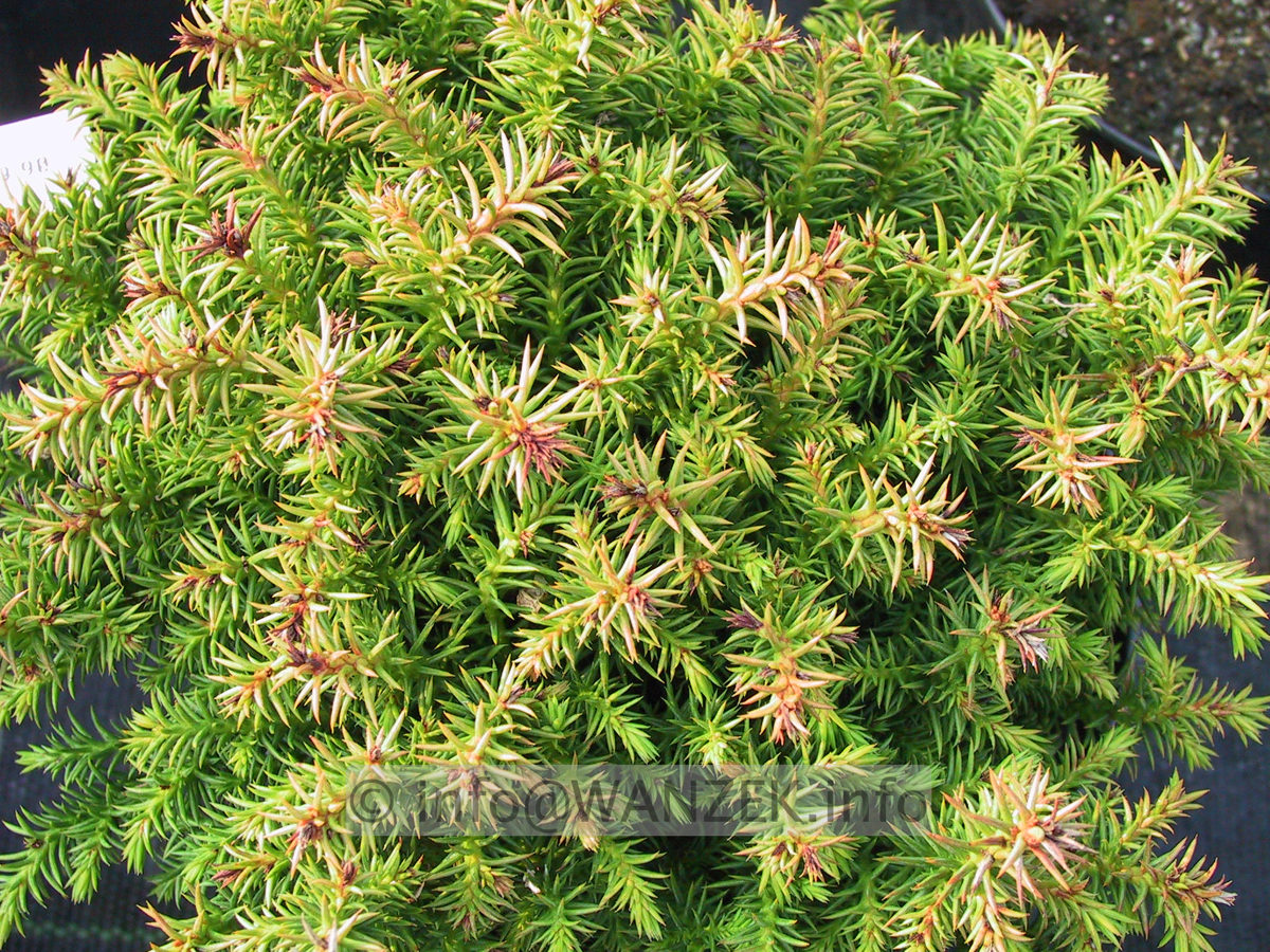 Cryptomeria japonica Vilmoriniana.JPG